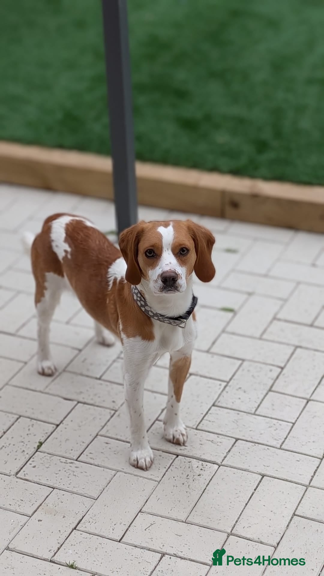 Bocker dogs Beagle x cocker for stud  - Advert 1
