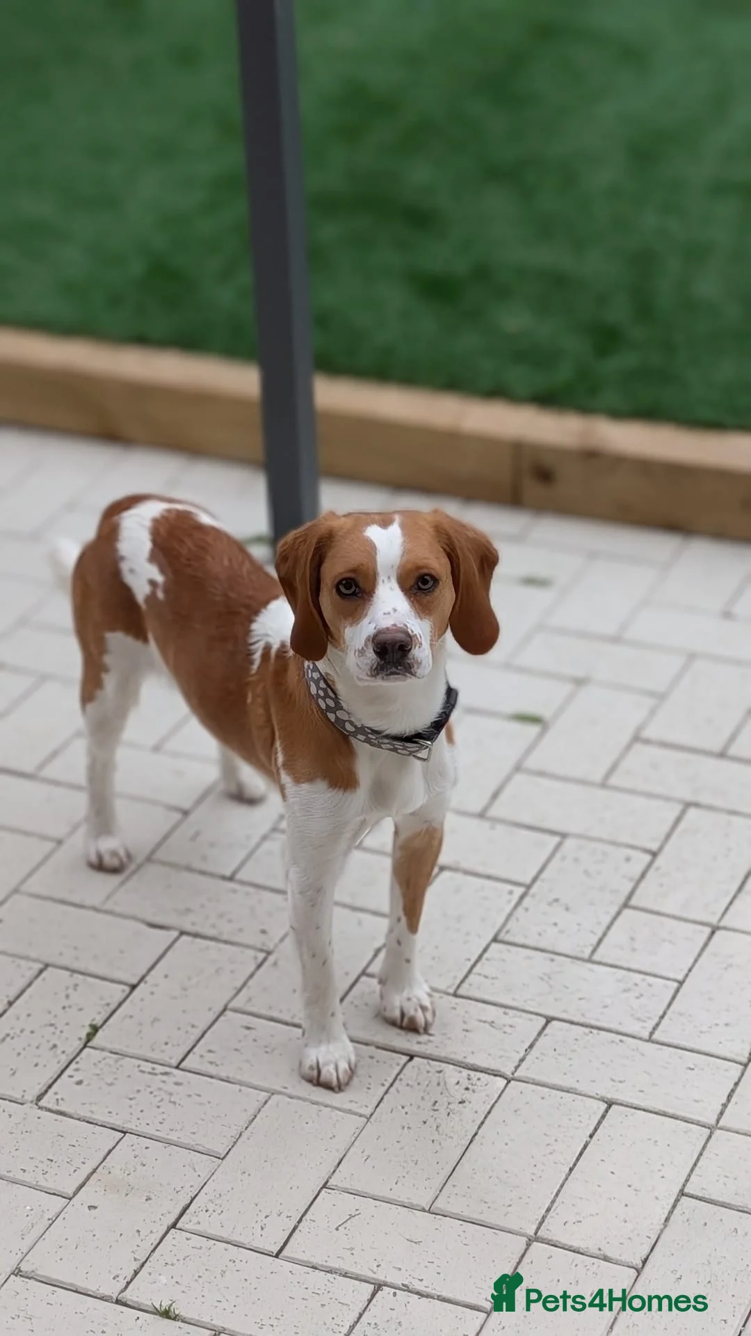 Bocker dogs for stud: Beagle x cocker for stud  in Wrexham - Advert 1