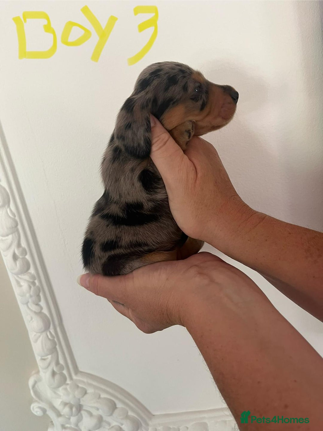 Miniature Dachshund dogs for sale: Miniature Dachshund Pups looking for forever homes - Image 8
