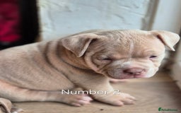 American Bully dogs for sale: Champagne, Chocolate, Merle Micro Pocket Bullys  in Wilmslow - Image 14