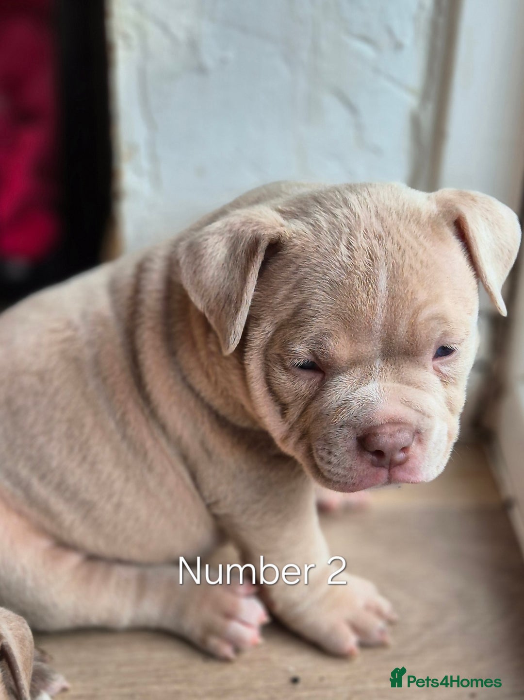 American Bully dogs for sale: Champagne, Chocolate, Merle Micro Pocket Bullys  in Wilmslow - Image 14