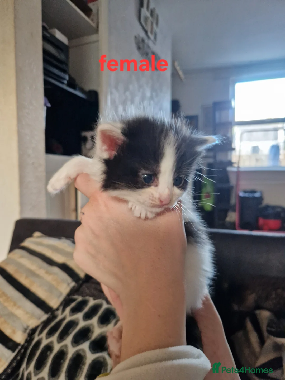 Mixed Breed cats for sale: 6 long and short haired fluffy kittens. - Advert 2
