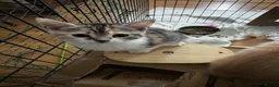 British Shorthair cats for sale: Bengal x British short hair  - Advert 20