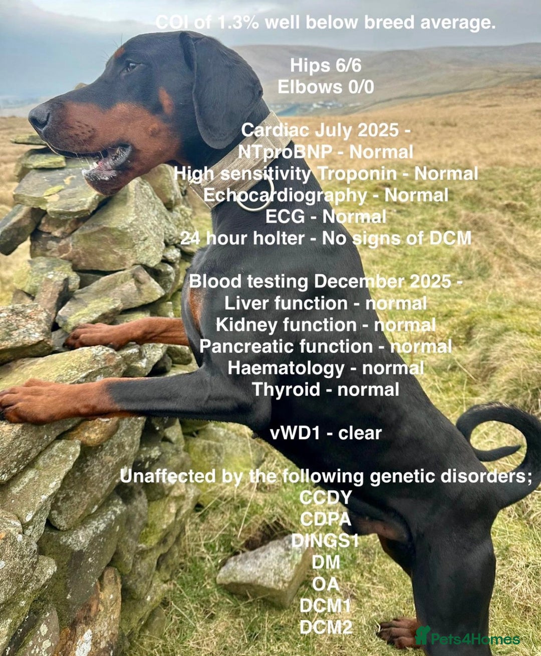 Dobermann dogs for sale: KC REGISTERED DOBERMAN ( 11 months old : Intact) - Advert 2