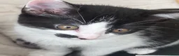 British Shorthair cats for sale: Beautiful tuxedo kittens ready now - Advert 3