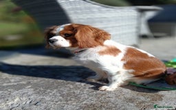 Cavapoo dogs for sale: Scrumptious Cavapoo puppies- Dad PRA tested - Image 13