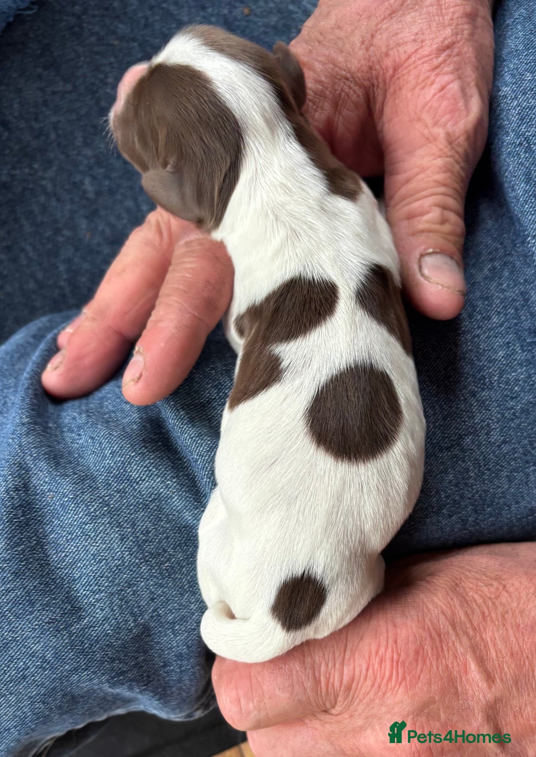 English Springer Spaniel dogs for sale: KC English Springer Spaniel  in Hereford - Image 16