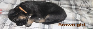 German Shepherd Puppy 4