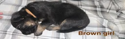 German Shepherd dogs for sale: Beautiful litter of german shepherd puppies  - Advert 8