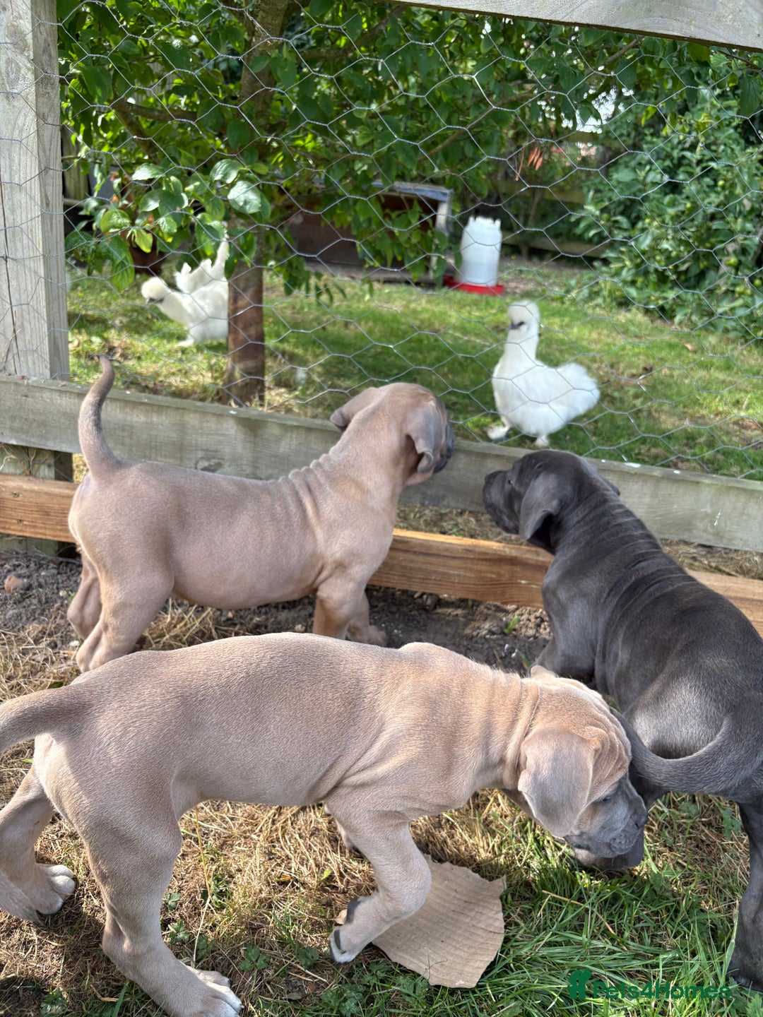Cane Corso dogs for sale: Beautiful cane Corso puppies  - Image 3
