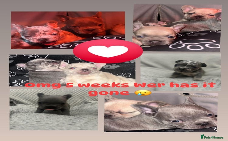 French Bulldog dogs - Advert 12