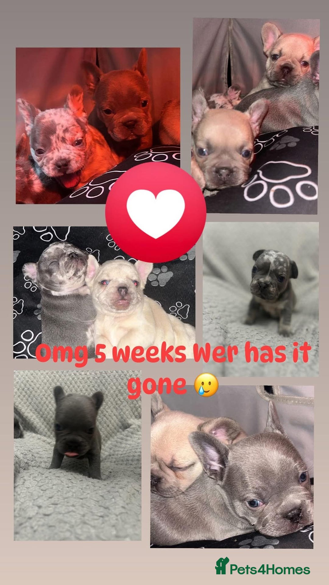 French Bulldog dogs for sale: French bulldogs pedigree - Advert 3