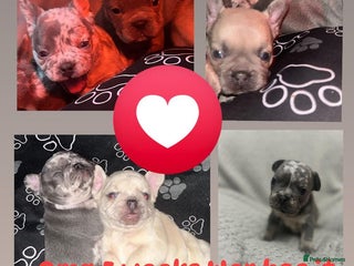 French Bulldog dogs - Advert 30