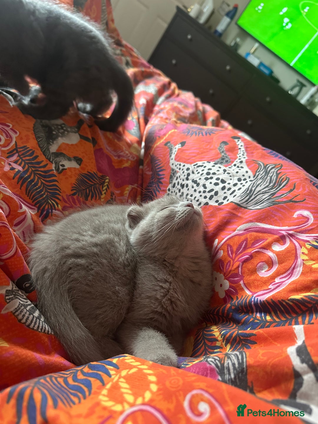 Scottish Fold cats for sale: Scottish Fold / Ragdoll - Image 6
