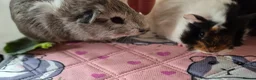 Guinea Pig rodents for sale: Beautiful Baby Sows - Advert 7