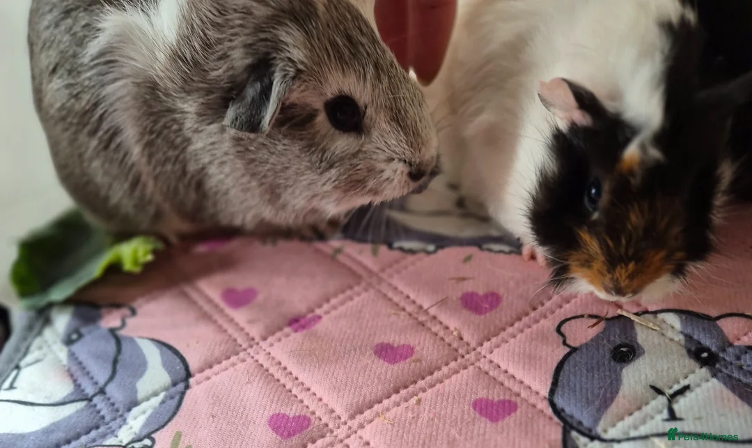 Guinea Pig rodents for sale: Beautiful Baby Sows - Advert 7