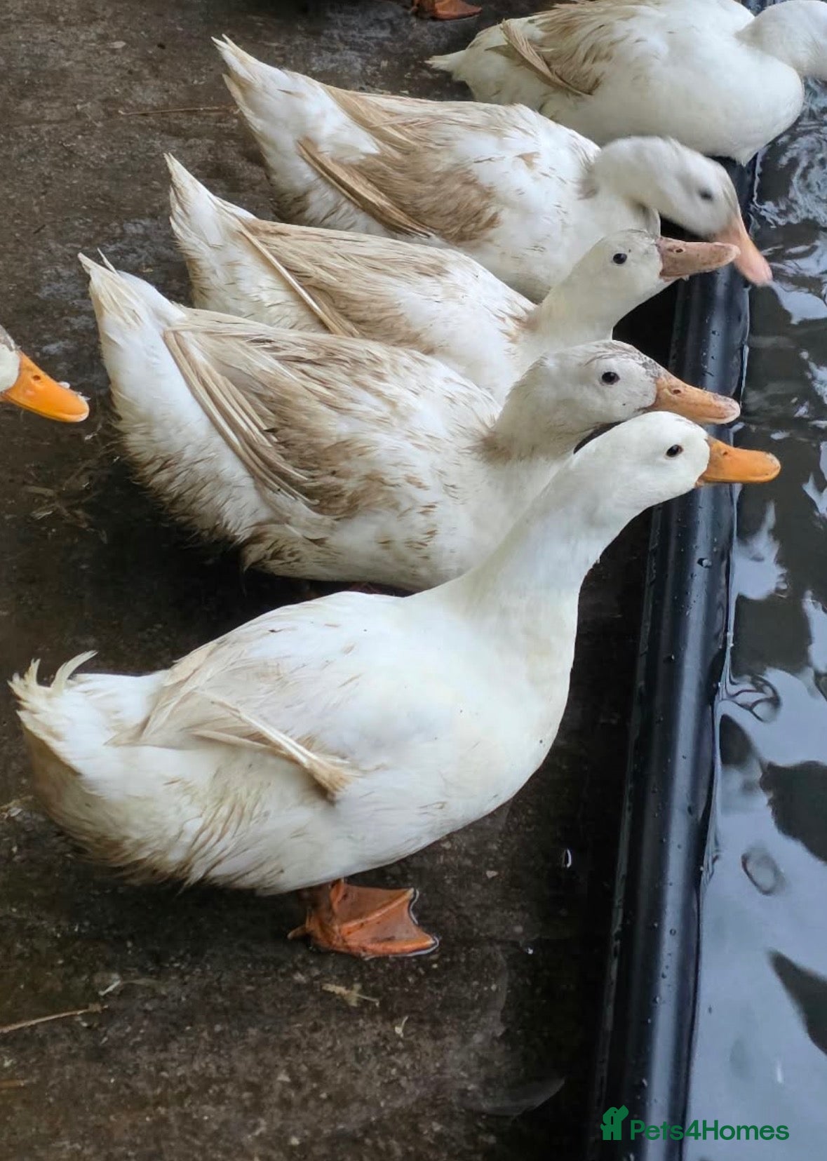 Ducks poultry for sale: WHITE CAMPBELL DRAKES - Advert 1
