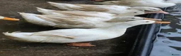 Ducks poultry for sale: WHITE CAMPBELL DRAKES in Carnforth - Advert 1