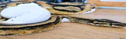 Python Snake reptiles for sale: FEMALE PIED 100% Het ALBINO 50% het CLOWN - Advert 7