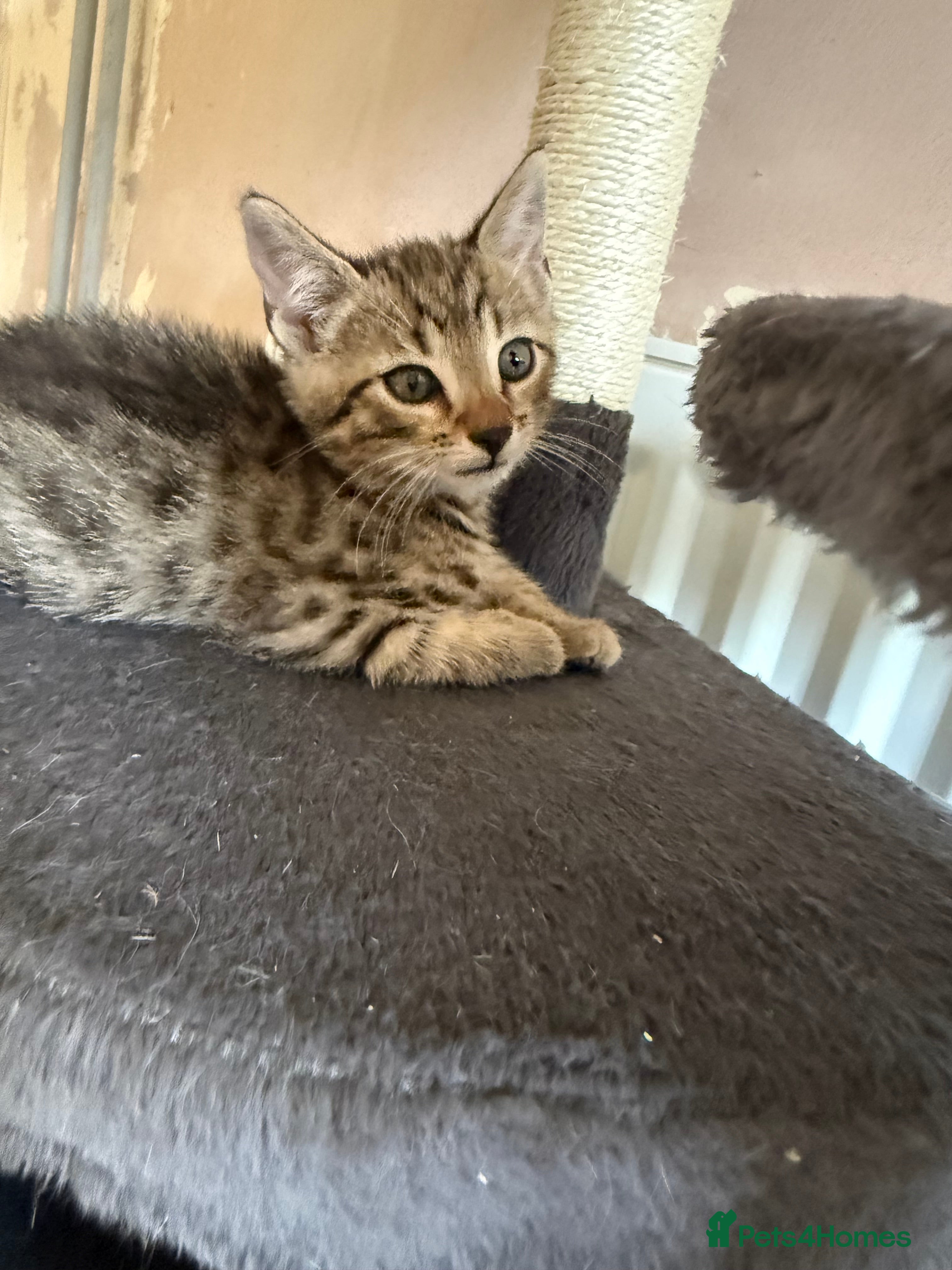 Bengal cats for sale: 1 female kitten available  - Advert 14