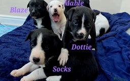 Mixed Breed dogs for sale: Short haired Collie pups - Image 28