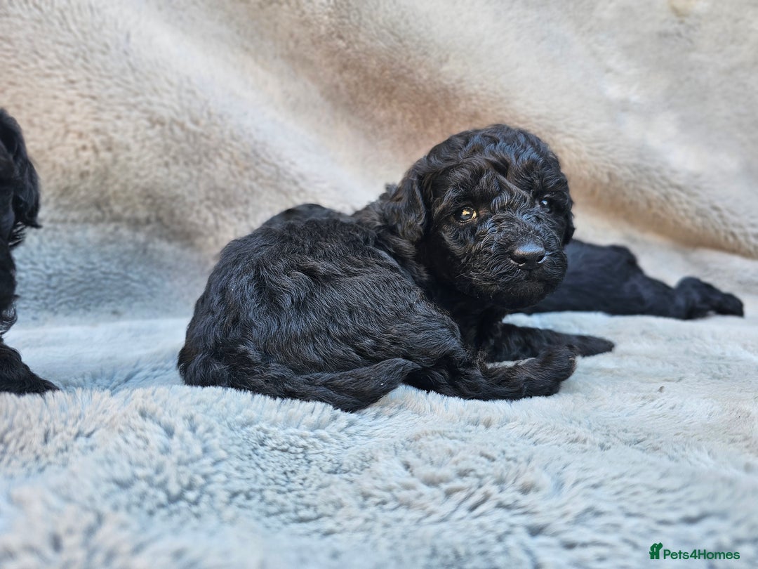 Miniature Poodle dogs for sale: 🐾 Hypoallergenic Mini Poodle Puppies 🐾 - Image 4