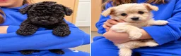 Maltipoo dogs for sale: Beautiful Maltipoo Girls – Black & Cream - Advert 7