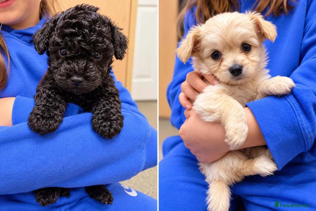 Maltipoo dogs for sale: Beautiful Maltipoo Girls – Black & Cream - Advert 7