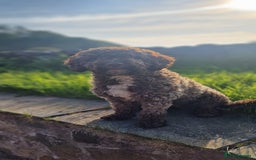 Spanish Water Dog dogs for sale: Spanish Water Dogs - expected in the New Year. - Advert 1