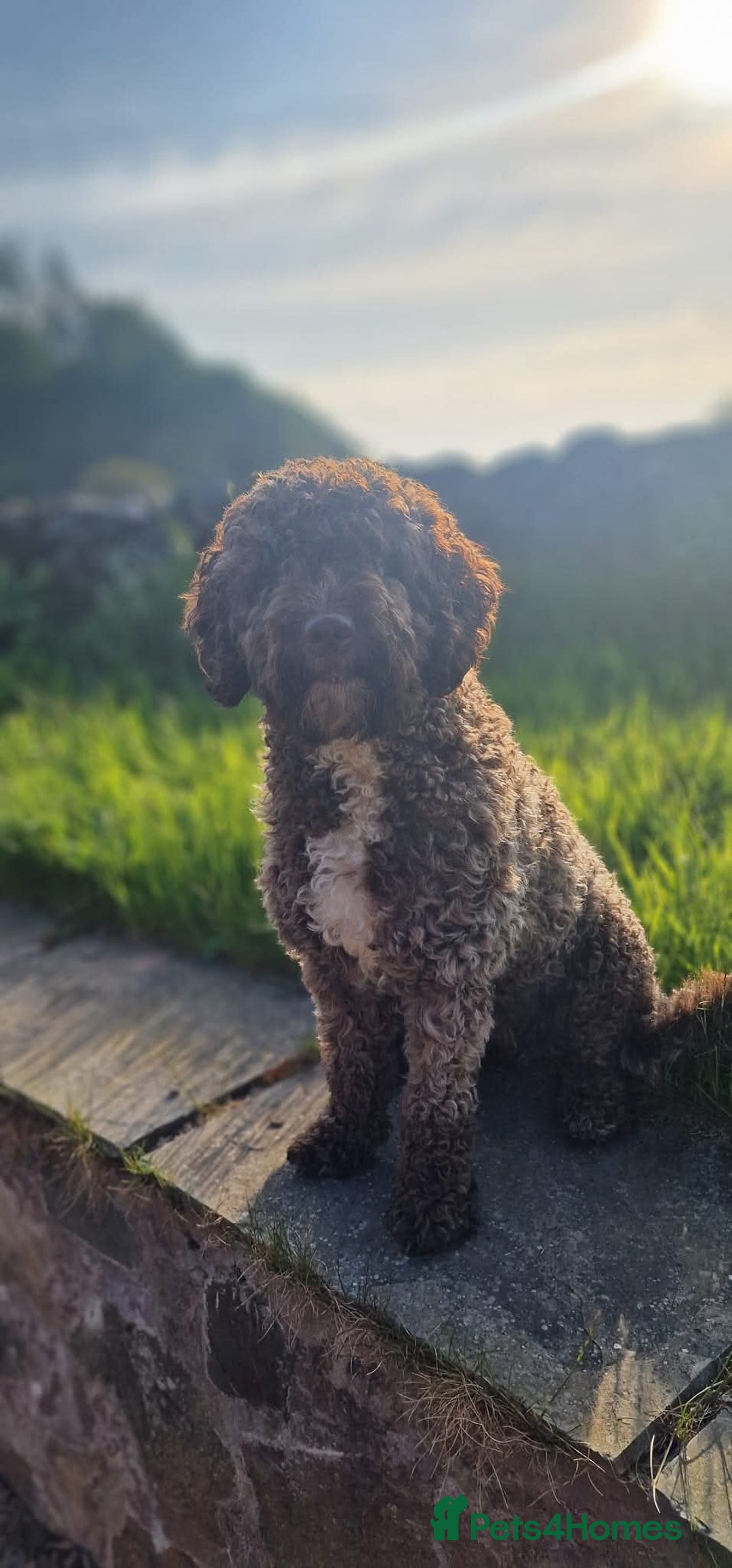 Spanish Water Dog dogs for sale: Spanish Water Dogs - expected in the New Year. - Advert 1