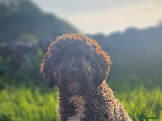 Spanish Water Dog dogs Spanish Water Dogs - expected in the New Year. - Advert 2