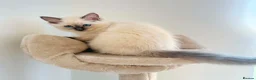Ragdoll cats for sale: 2 little female kittens  - Advert 3