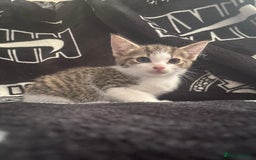 Mixed Breed cats for sale: Tabby/calico  - Image 11