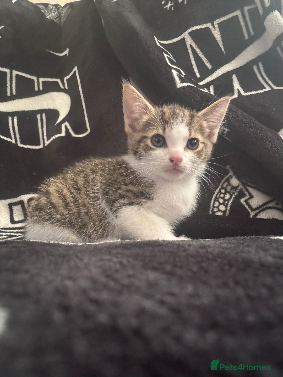 Mixed Breed cats for sale: Tabby/calico  - Image 11