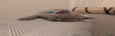 Noah: British Shorthair 8 week old kitten