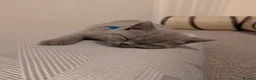 British Shorthair cats for sale: 🐾💙 Gorgeous 8 Week Old British Shorthair Kitten - Advert 2