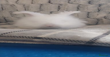 Angora rabbits - Advert 15
