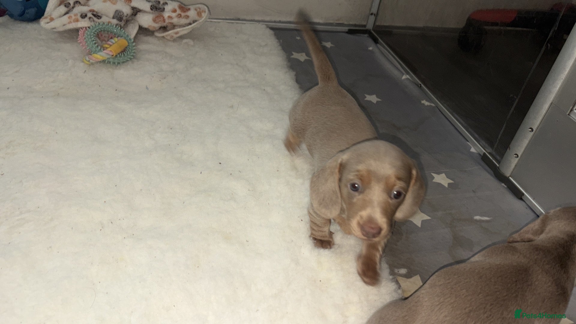 Miniature Dachshund dogs for sale: LILAC KC REGISTERED MINATURE DACHSHUND PUPPIES  - Advert 1