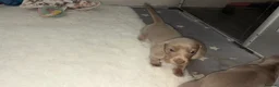 Miniature Dachshund dogs for sale: LILAC KC REGISTERED MINATURE DACHSHUND PUPPIES  - Advert 1
