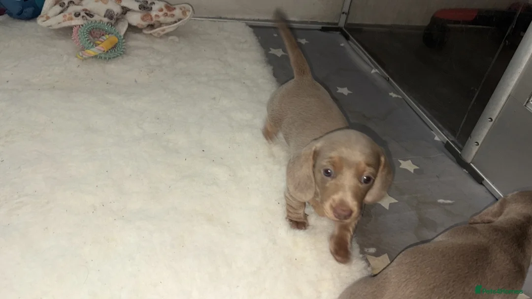 Miniature Dachshund dogs for sale: LILAC KC REGISTERED MINATURE DACHSHUND PUPPIES  - Advert 1