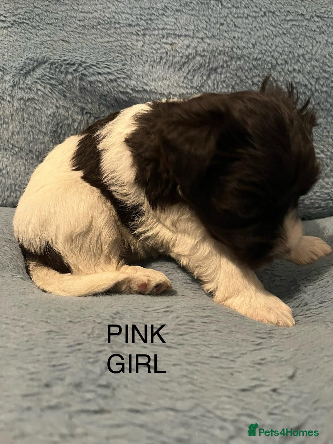 Miniature Schnauzer dogs for sale: OMG ❤️RARE  PEDIGREE PARTI MINIATURE SCHNAUZER  - Advert 18