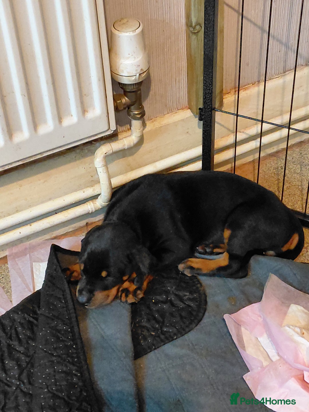 Dobermann dogs for sale: Doberman puppies looking for their forever home - Advert 9
