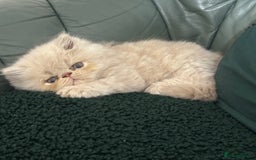 Persian cats for sale: Pedigree Persian Kittens ready to be rehomed - Image 2