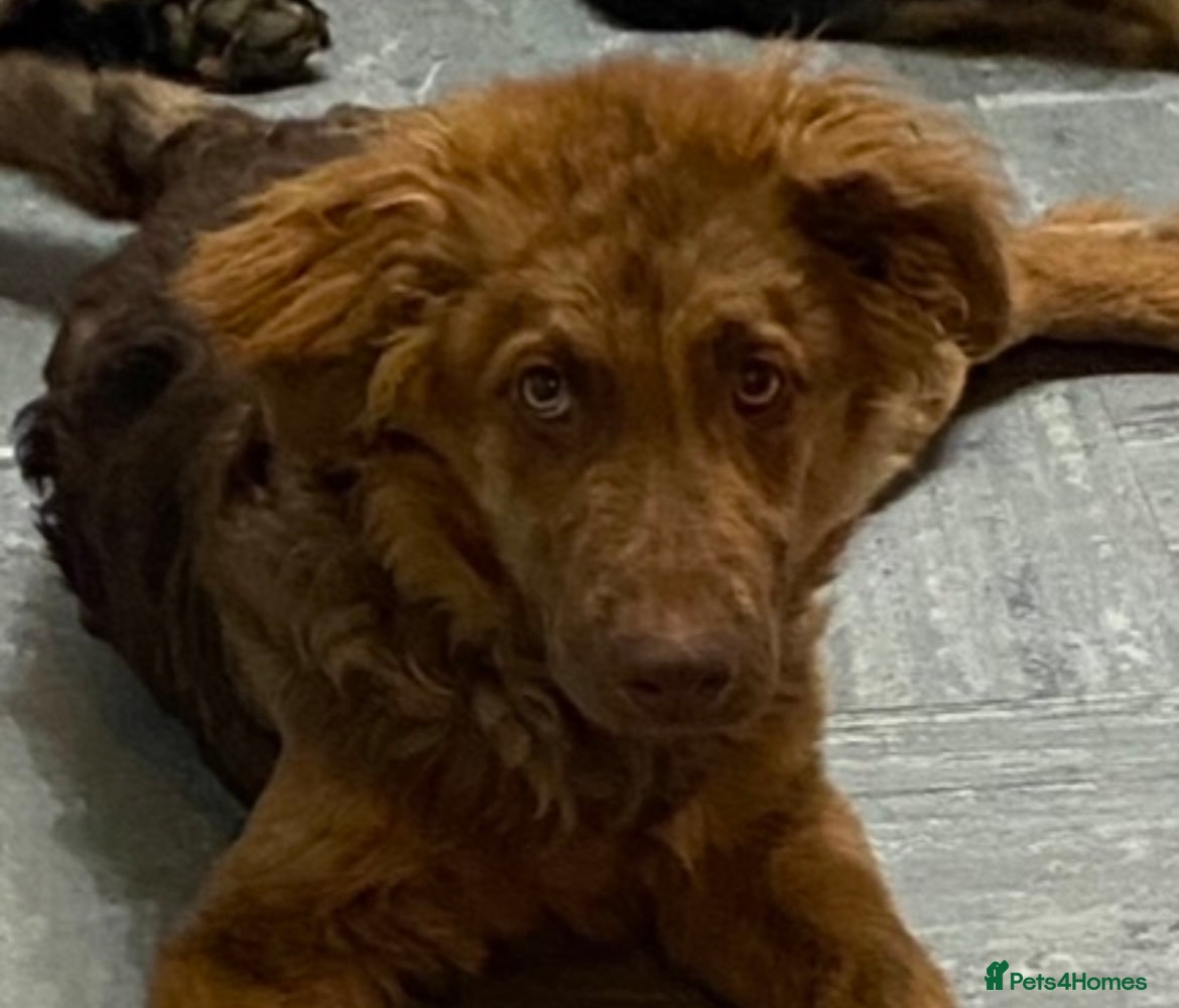 Mixed Breed dogs Beautiful loving Labrador x German shepherd - Advert 5