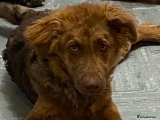 Mixed Breed dogs Beautiful loving Labrador x German shepherd - Advert 13