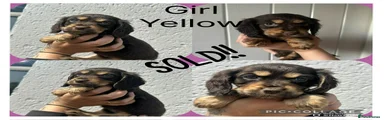 Cocker Spaniel Puppy yellow 