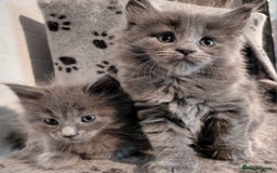 Maine Coon cats for sale: Stunnig Maine coon kittens  - Image 3