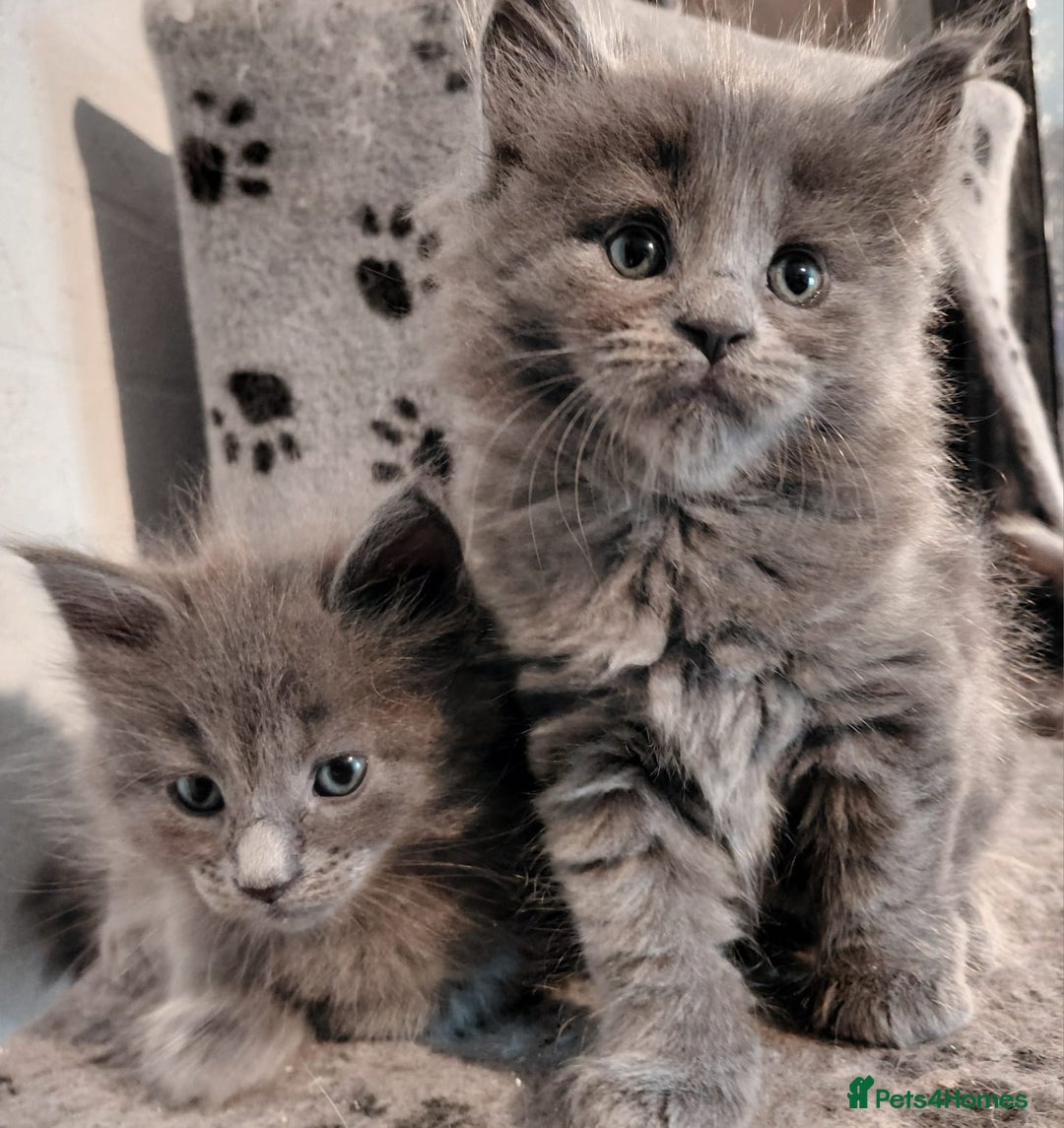 Maine Coon cats for sale: Stunnig Maine coon kittens  - Image 3