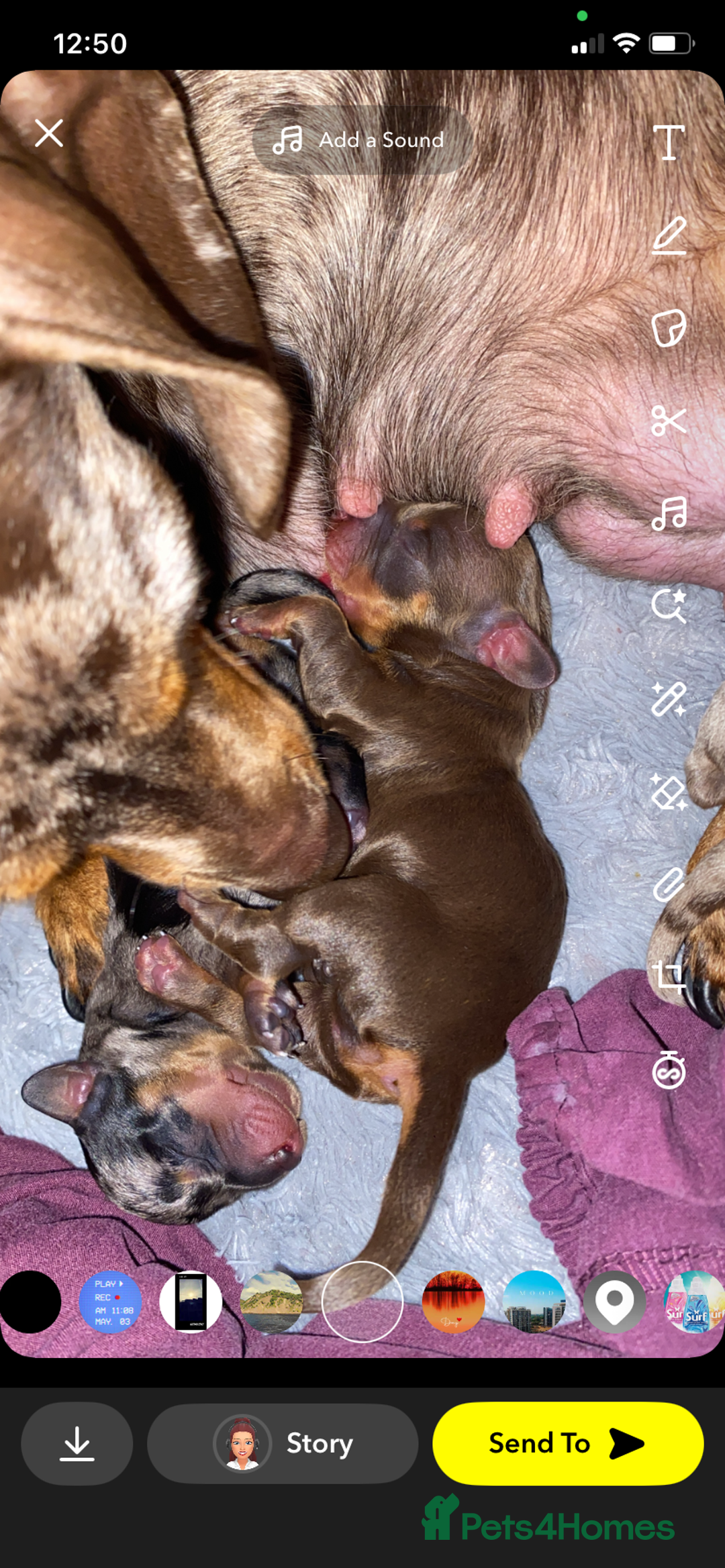 Miniature Dachshund dogs for sale: Miniature dachshund  - Image 6