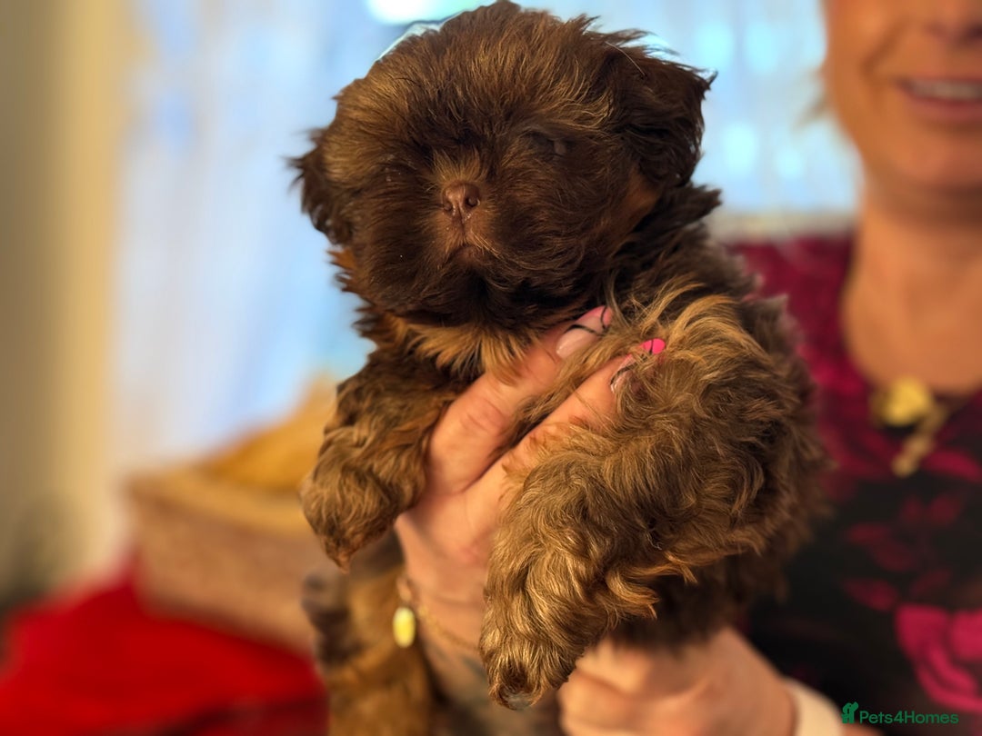 Shih Tzu dogs for sale: Shih Tzu KARASHISHI Line Two Boys Left Green Eyes - Advert 27